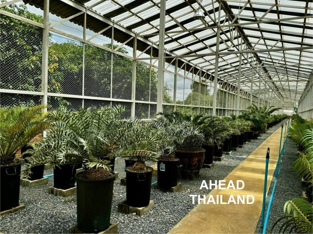 AHEAD Thailand Offcial (Branch 3)