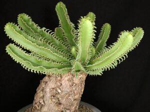 Euphorbia Mlanjeana 001