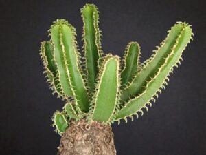 Euphorbia Mlanjeana 002