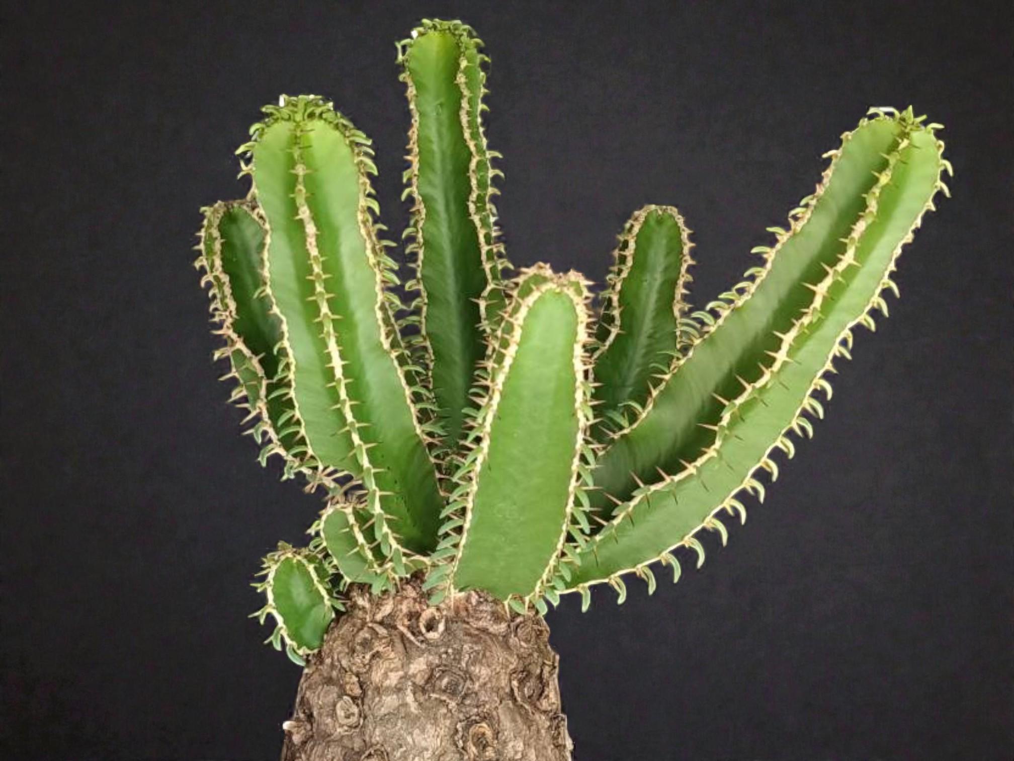 Euphorbia Mlanjeana 002