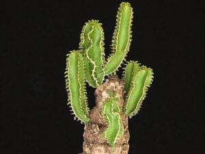 Euphorbia Mlanjeana 004