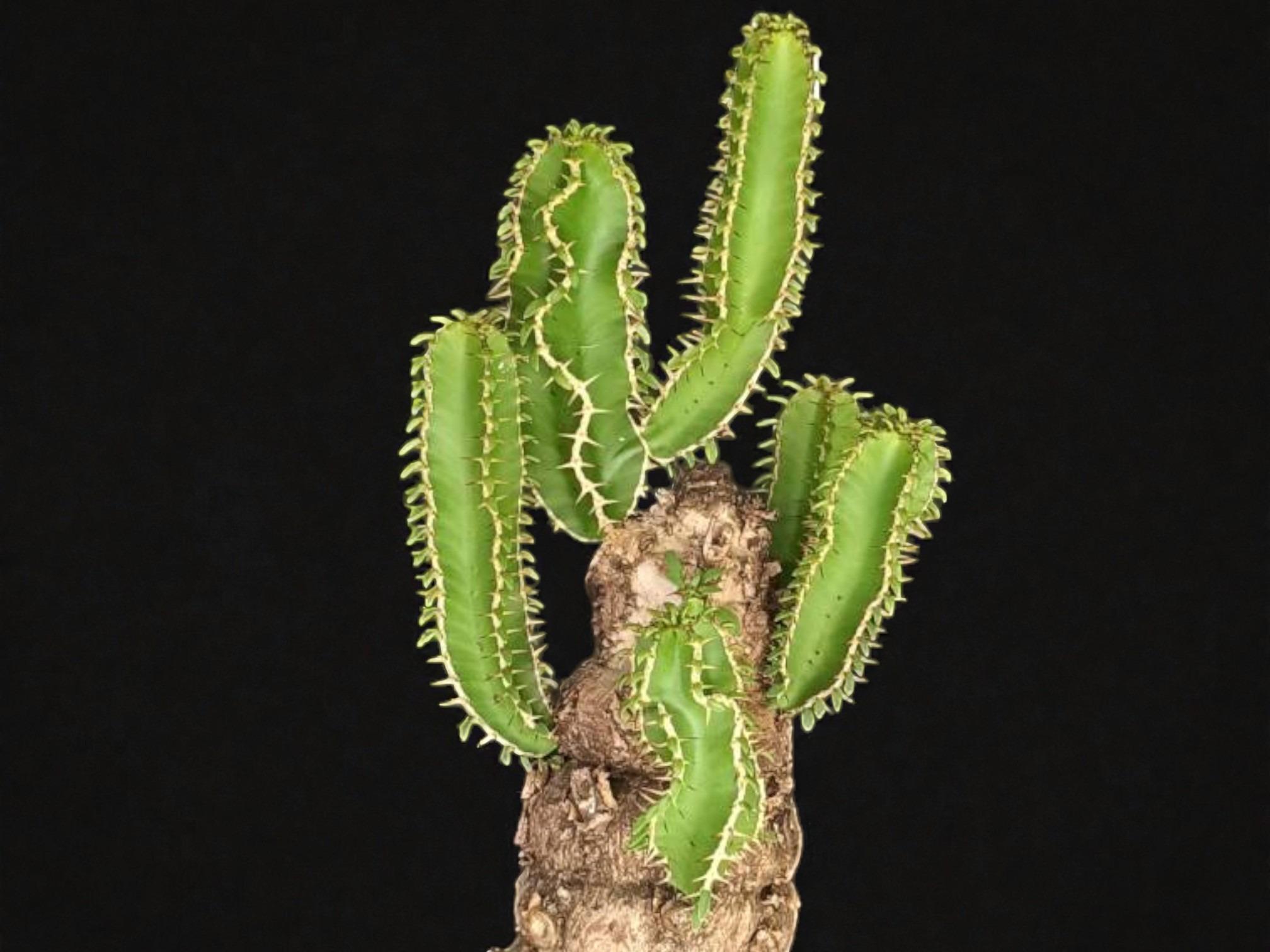 Euphorbia Mlanjeana 004