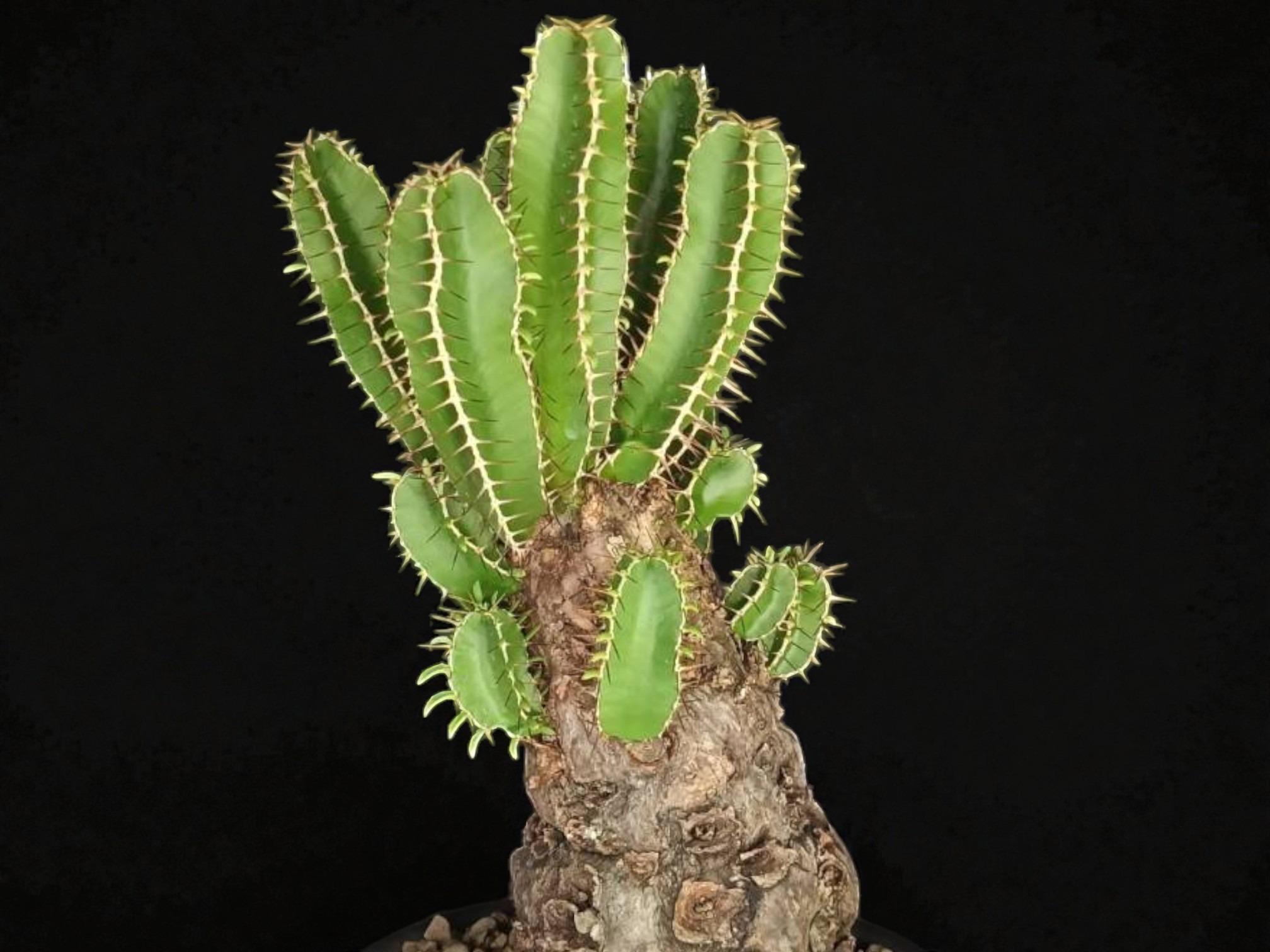 Euphorbia Mlanjeana 006