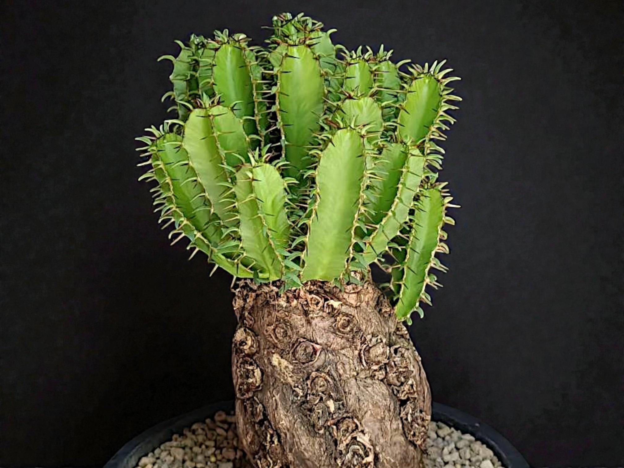 Euphorbia Mlanjeana 007