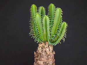 Euphorbia Mlanjeana 008