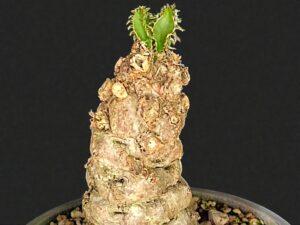 Euphorbia Mlanjeana 009