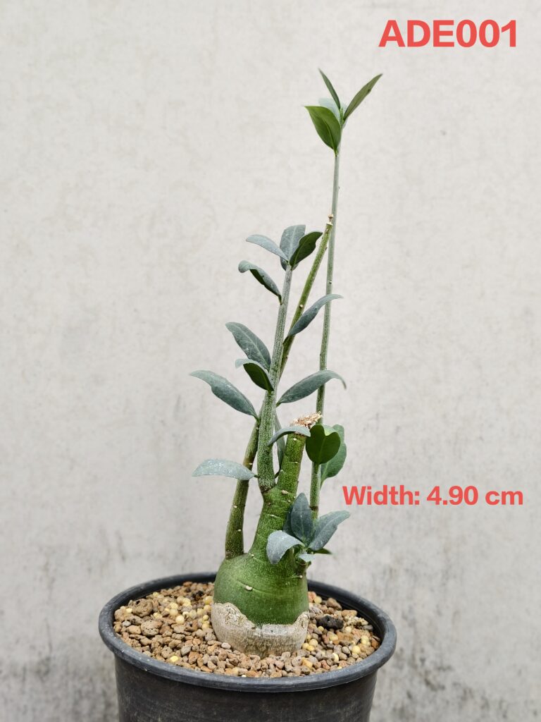 Adenia Pechuelii