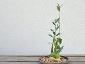 Adenia Pechuelii 001