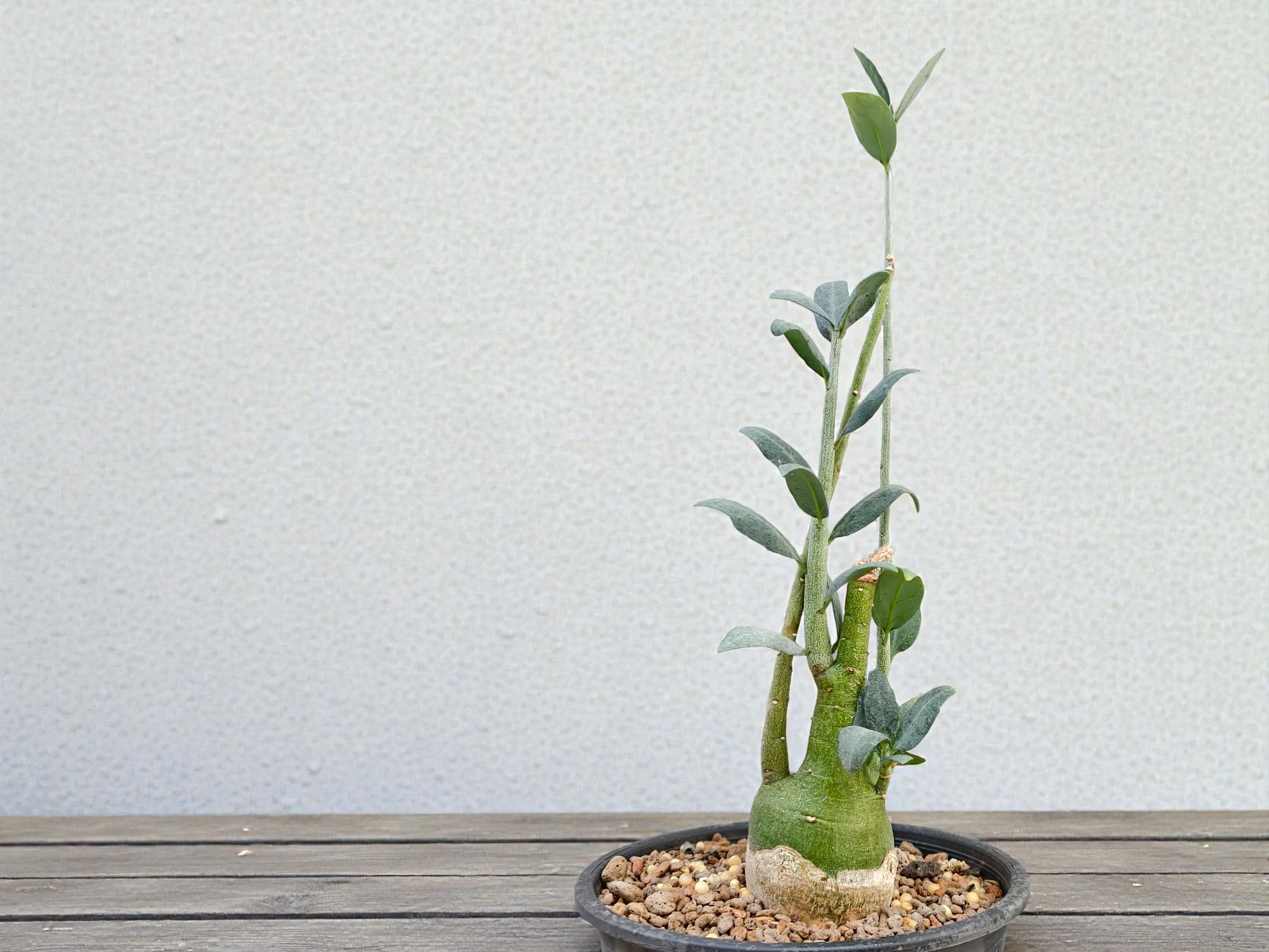 Adenia Pechuelii 001