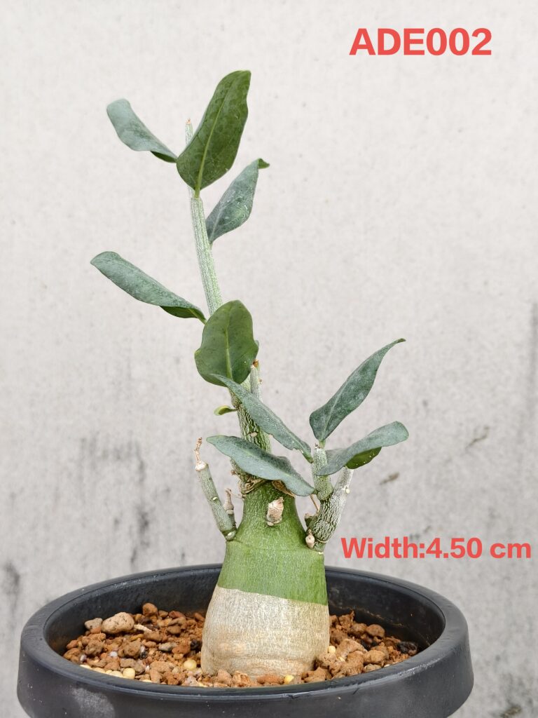 Adenia Pechuelii