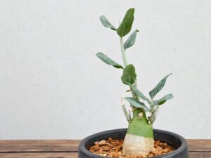 Adenia Pechuelii 002