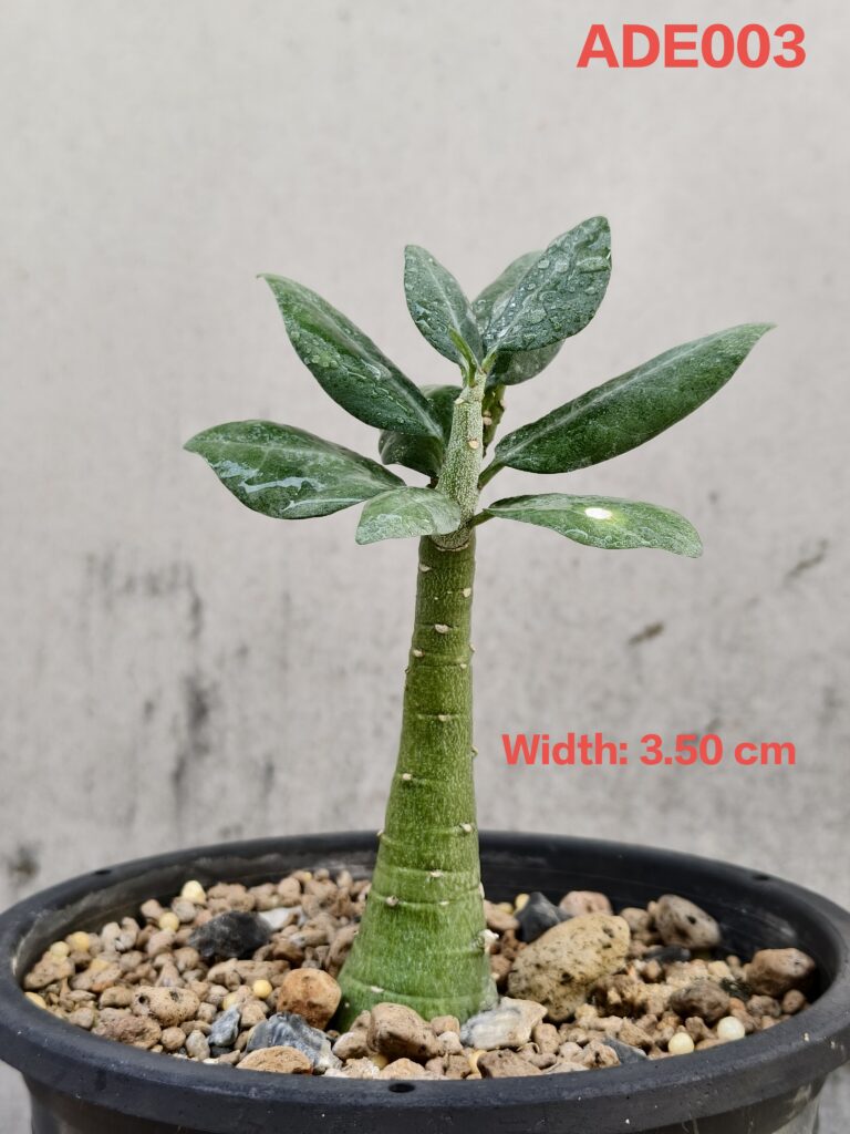 Adenia Pechuelii