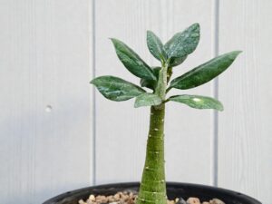 Adenia Pechuelii 003