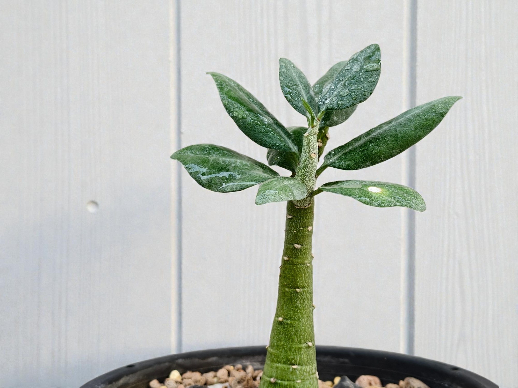 Adenia Pechuelii 003