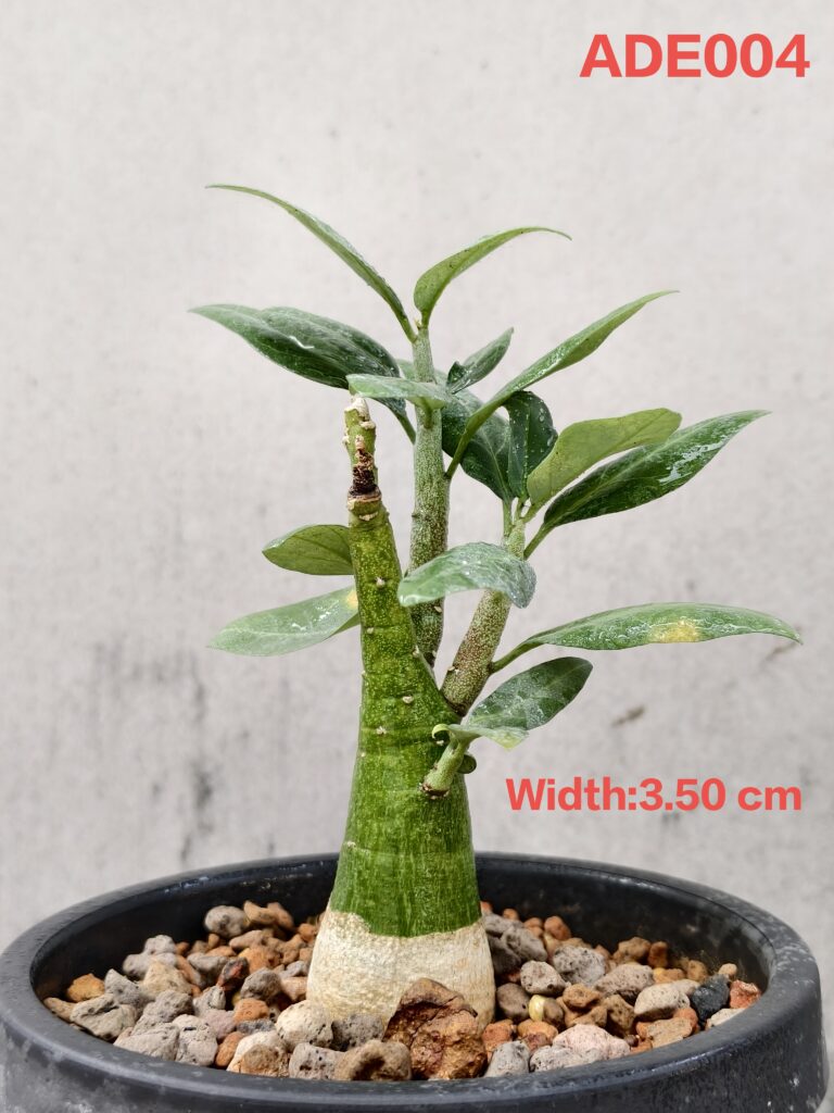 Adenia Pechuelii