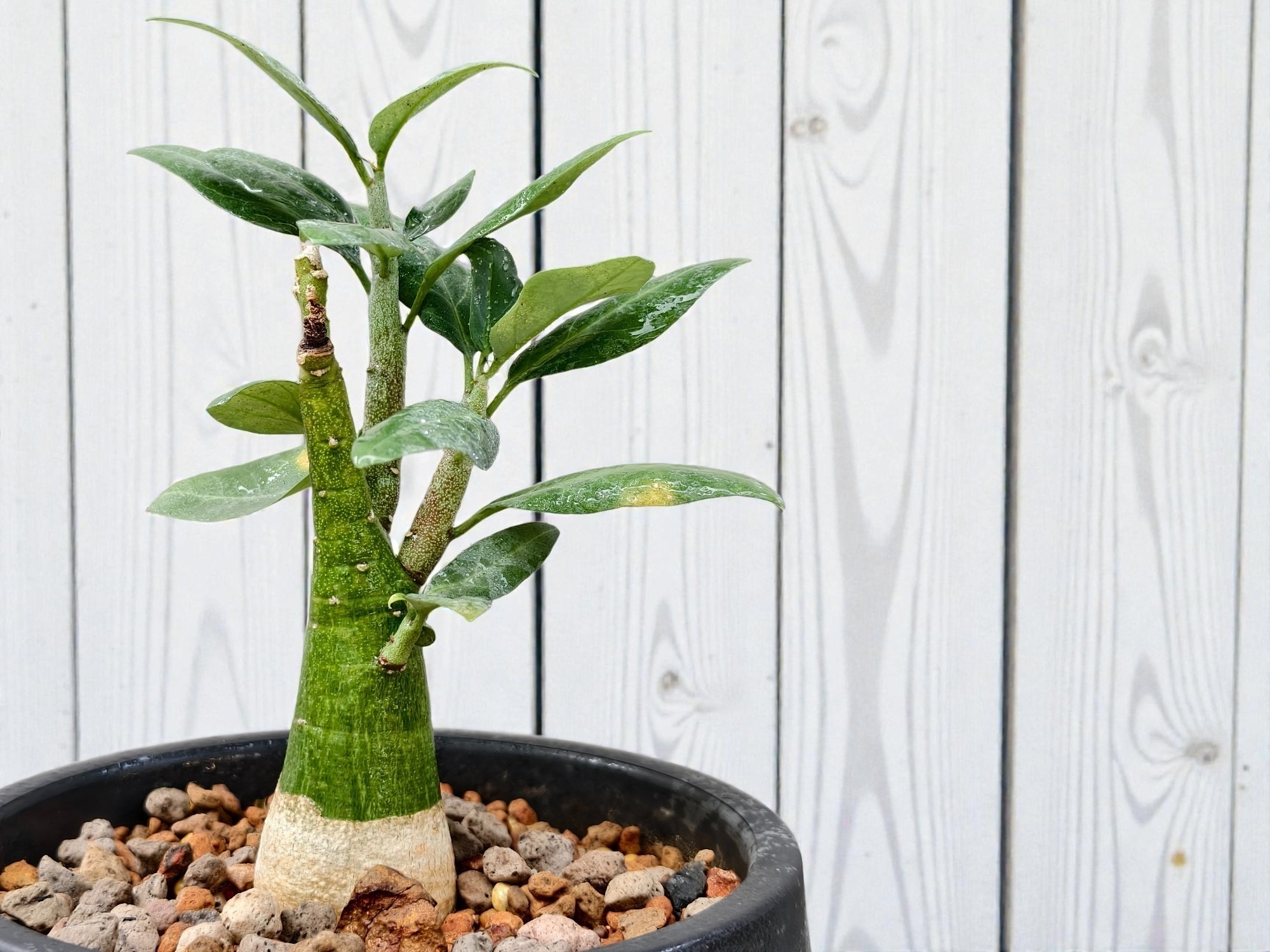Adenia Pechuelii 004