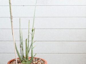 Adenia Pechuelii 005