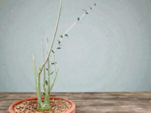 Adenia Pechuelii 006