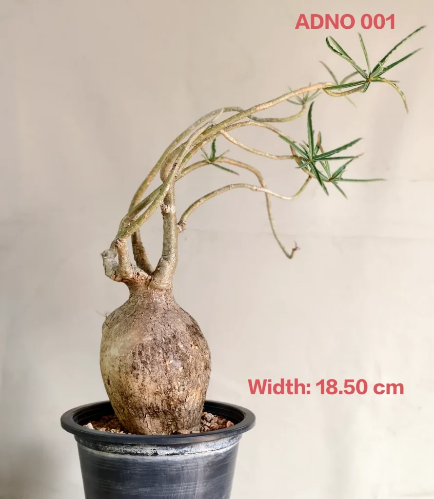 Adenium Nova Somalense (ADNO001)