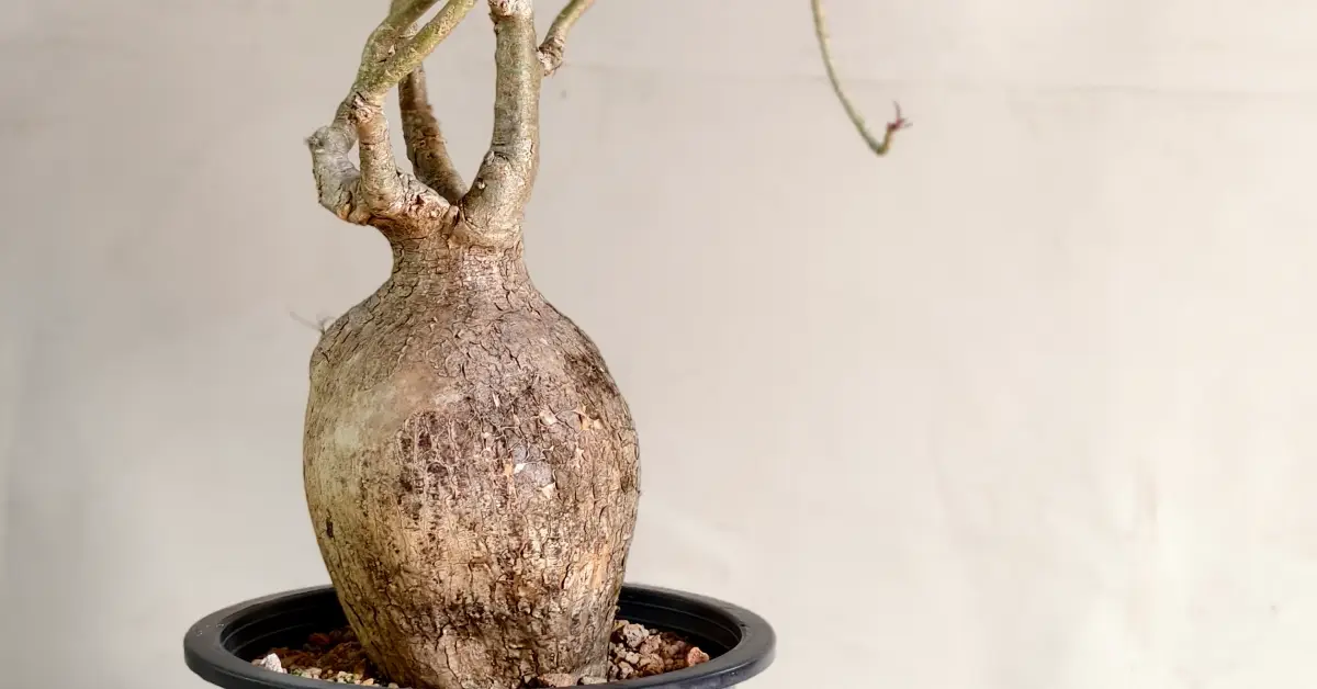 Adenium Nova Somalense 001