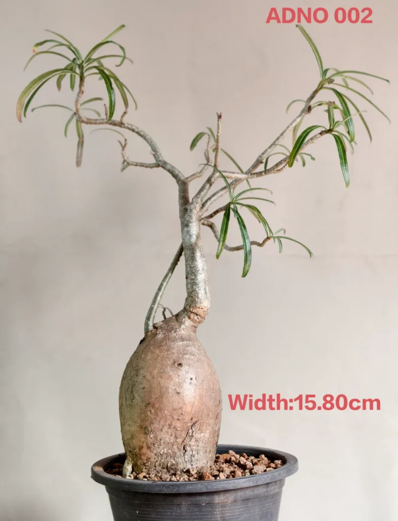 Adenium Nova Somalense (ADNO002)