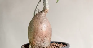 Adenium Nova Somalense 002
