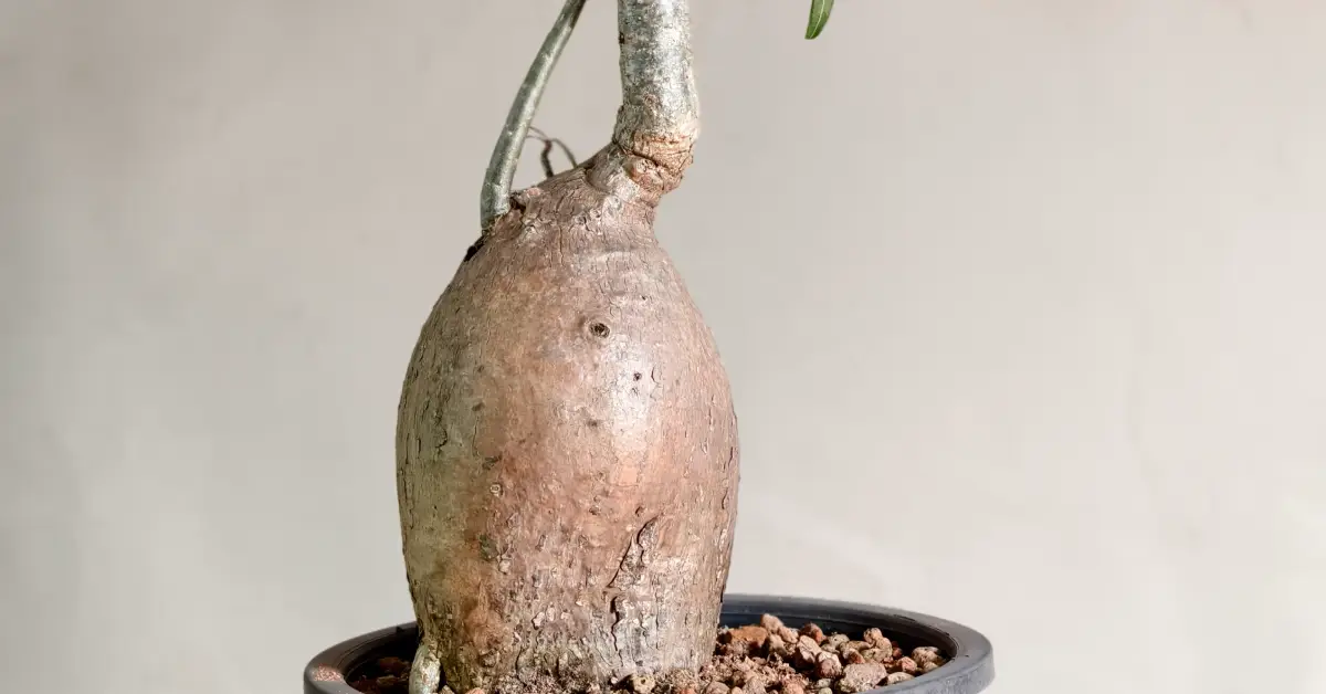 Adenium Nova Somalense 002