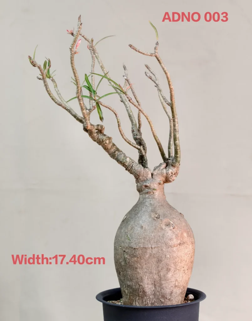Adenium Nova Somalense (ADNO003)