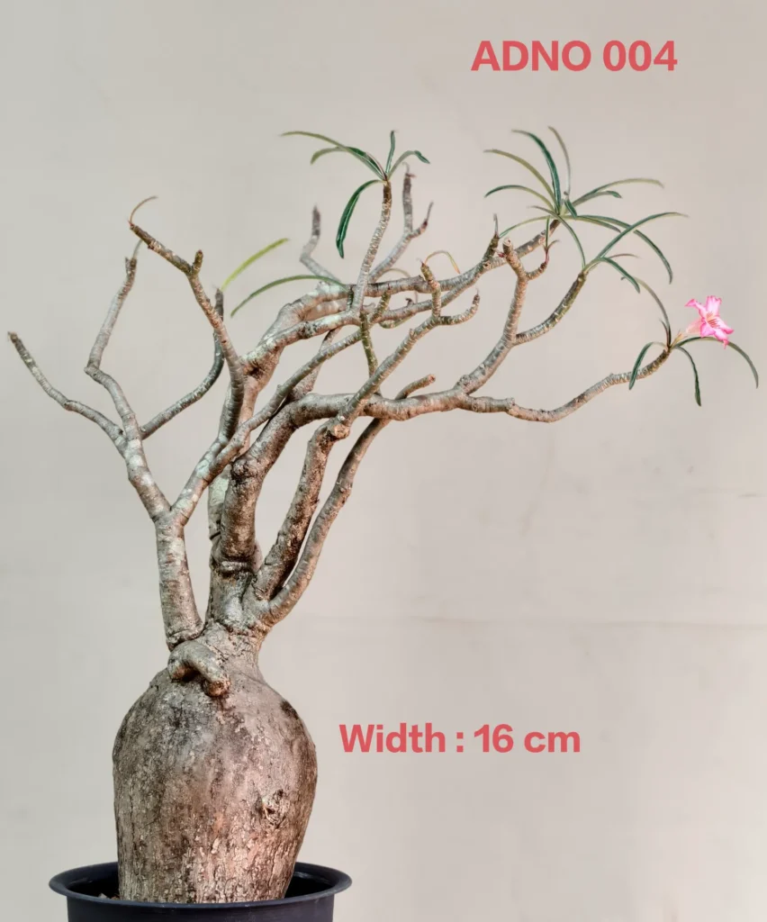 Adenium Nova Somalense ADNO004