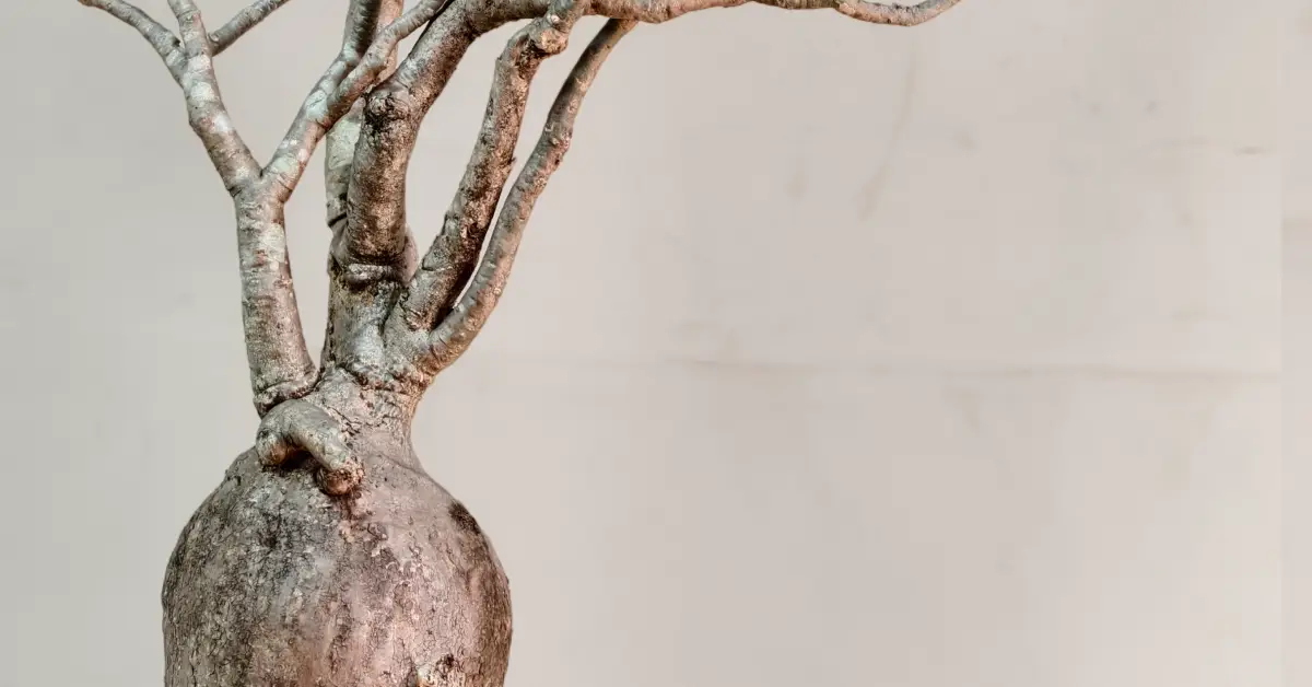 Adenium Nova Somalense 004