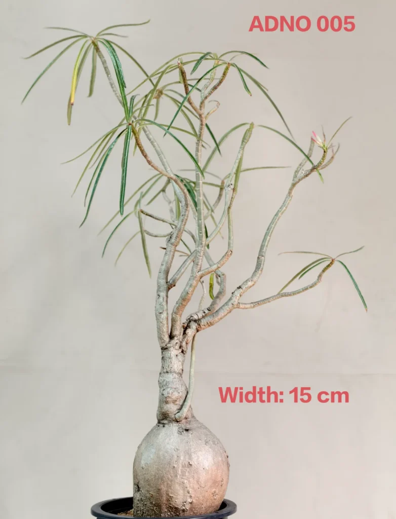 Adenium Nova Somalense (ADNO005)