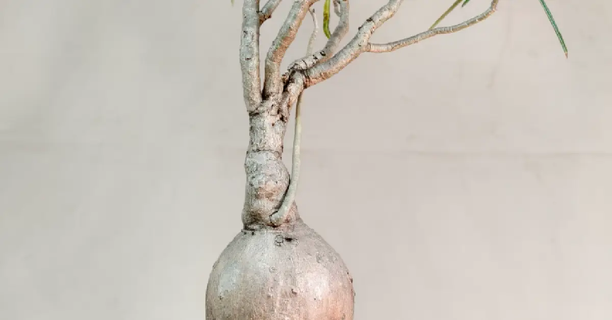 Adenium Nova Somalense 005