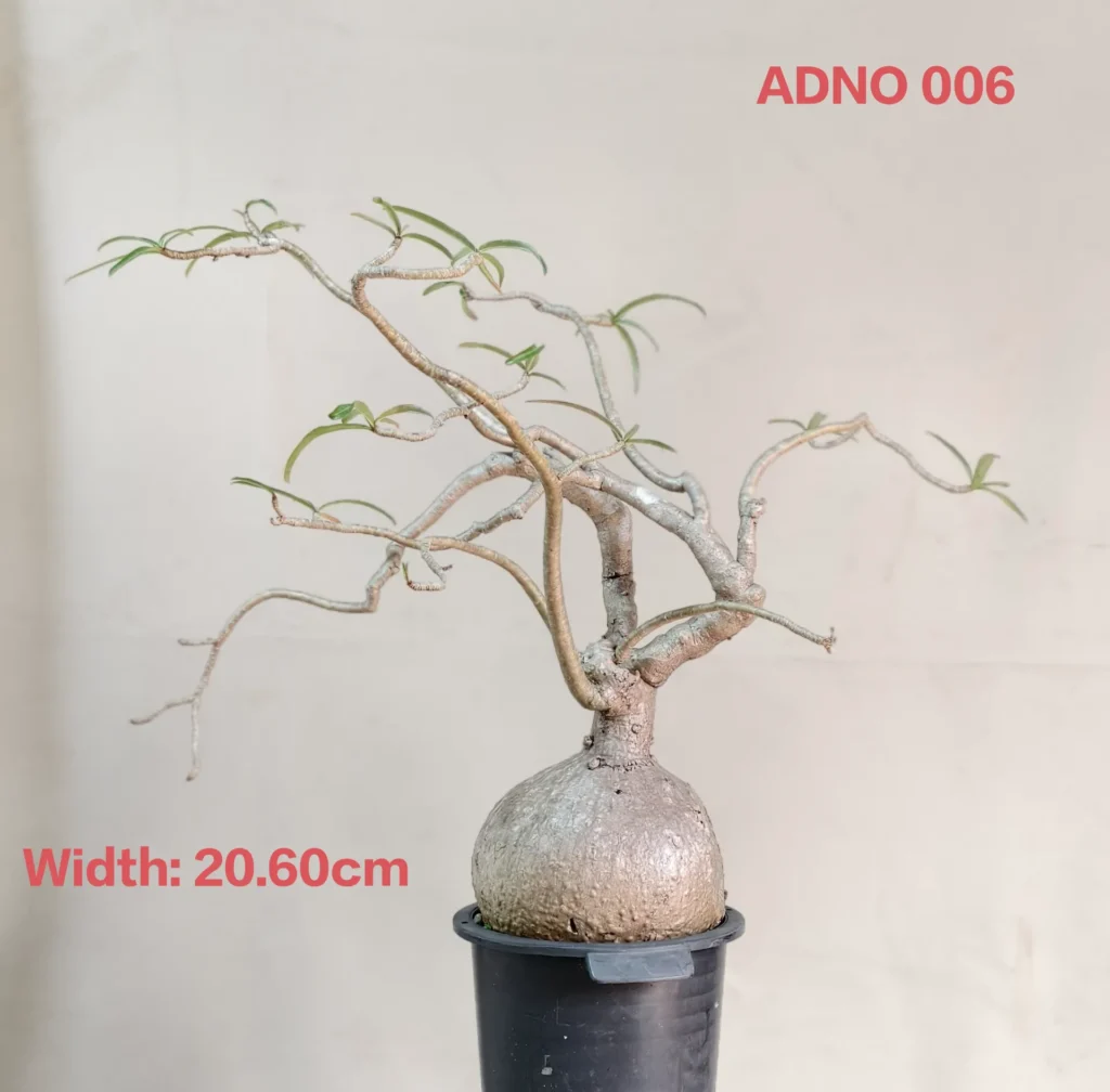 Adenium Nova Somalense (ADNO006)