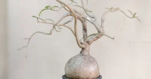 Adenium Nova Somalense 006