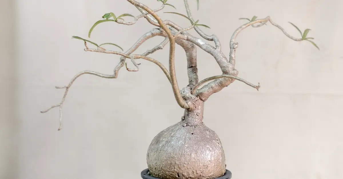 Adenium Nova Somalense 006