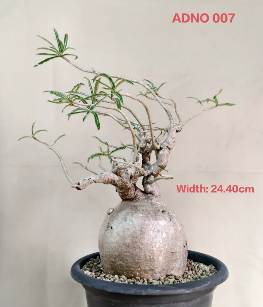 Adenium Nova Somalense ADNO007