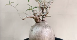 Adenium Nova Somalense 007