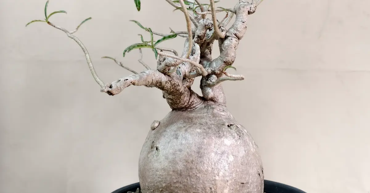 Adenium Nova Somalense 007