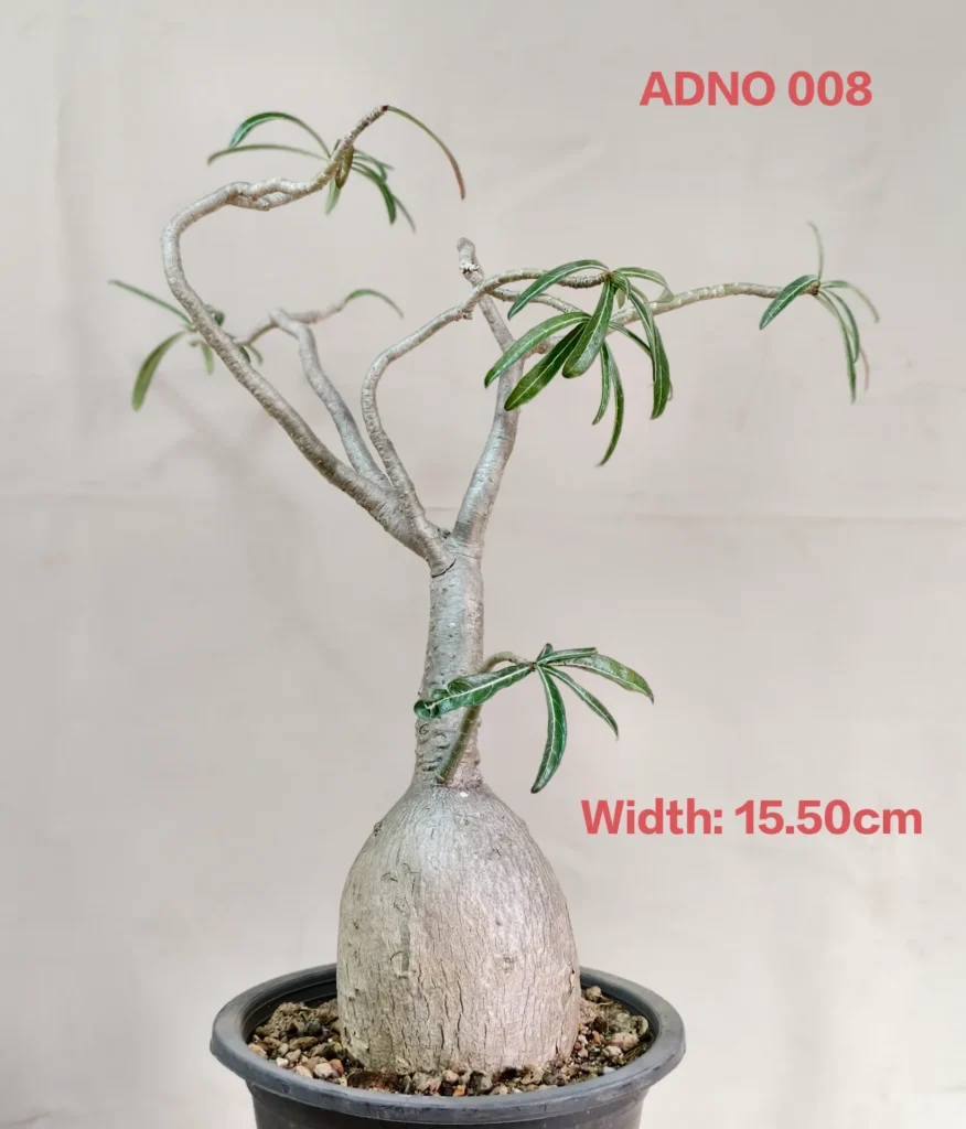 Adenium Nova Somalense (ADNO008)