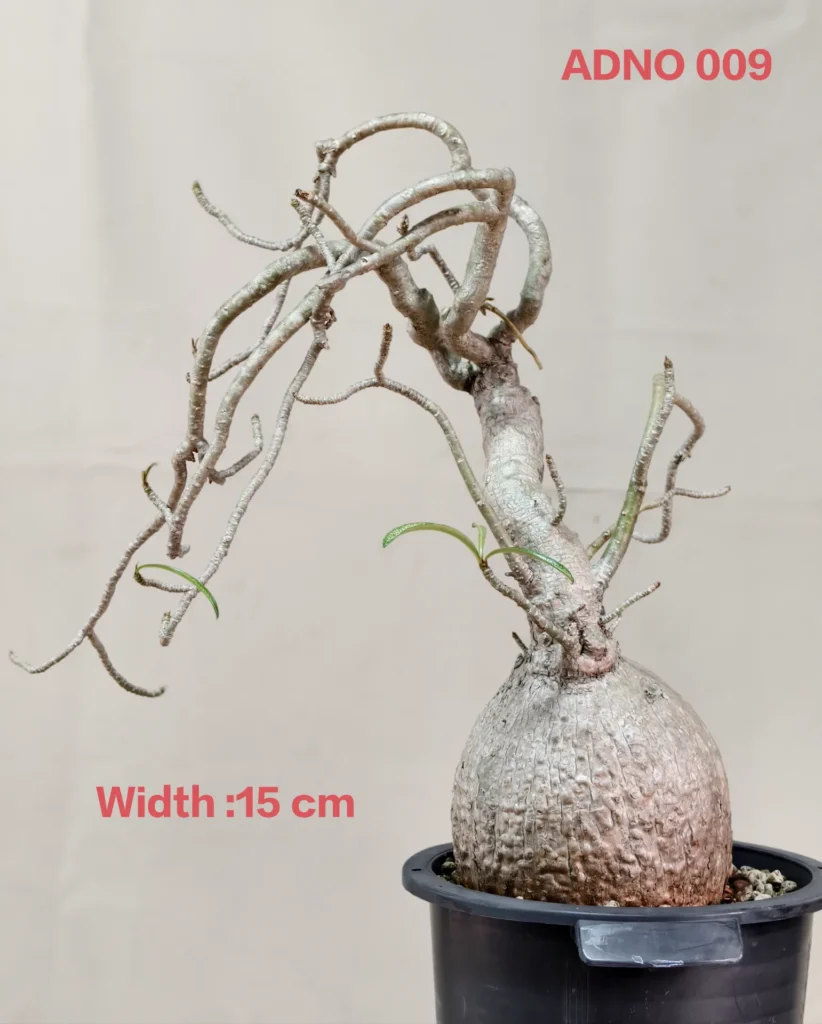 Adenium Nova Somalense (ADNO009)