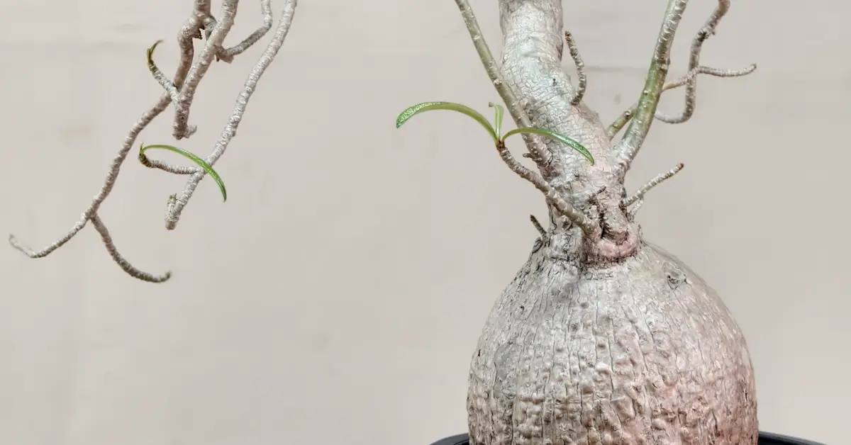 Adenium Nova Somalense 009