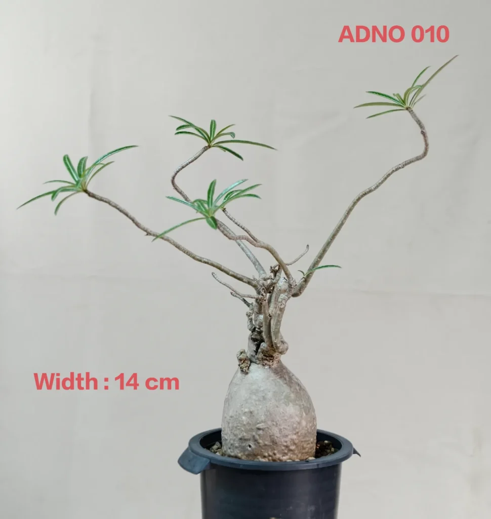 Adenium Nova Somalense (ADNO010)