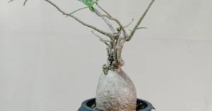 Adenium Nova Somalense 010