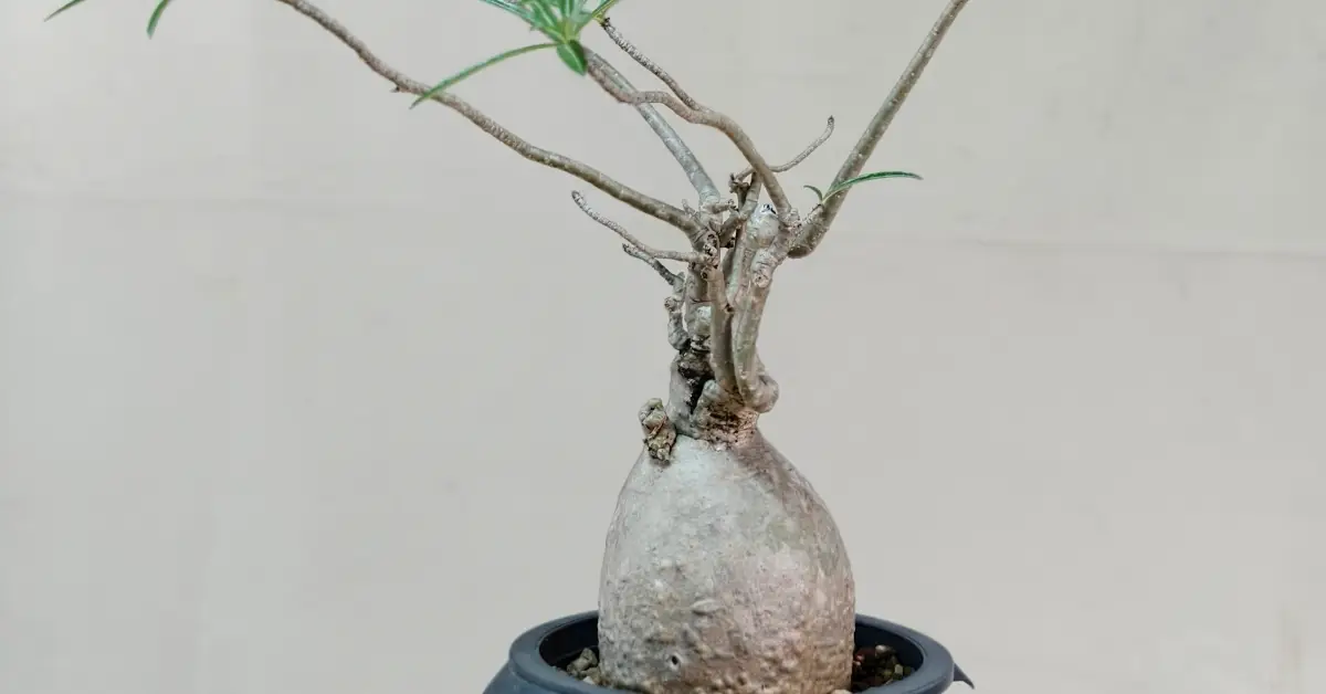 Adenium Nova Somalense 010