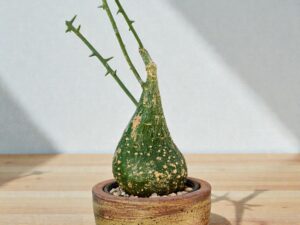 Adenia Globosa 001