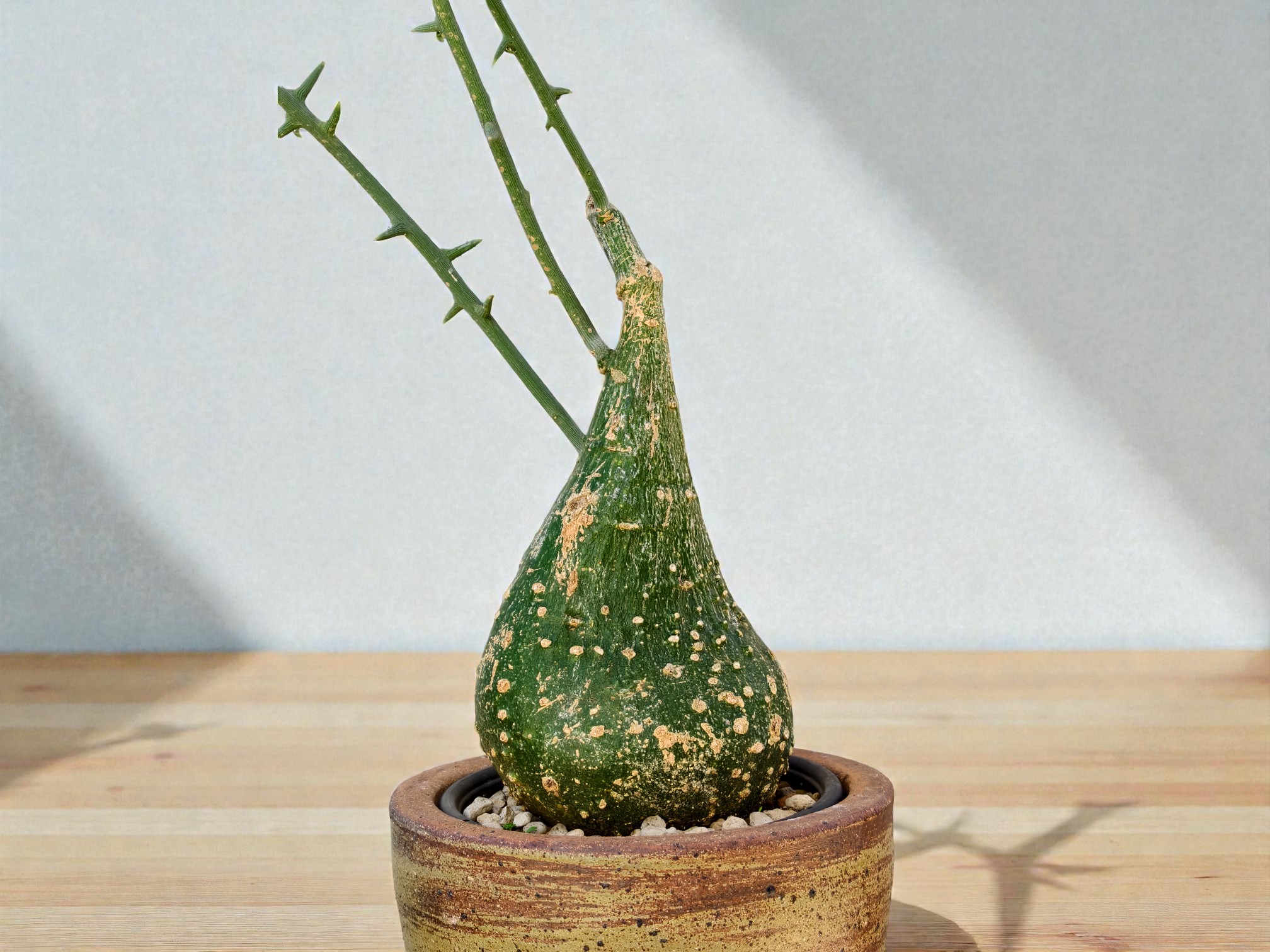 Adenia Globosa 001
