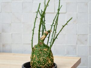 Adenia Globosa 005