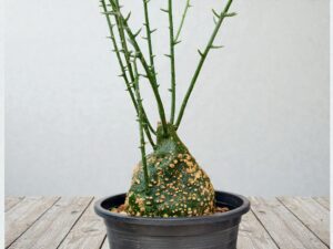 Adenia Globosa 007