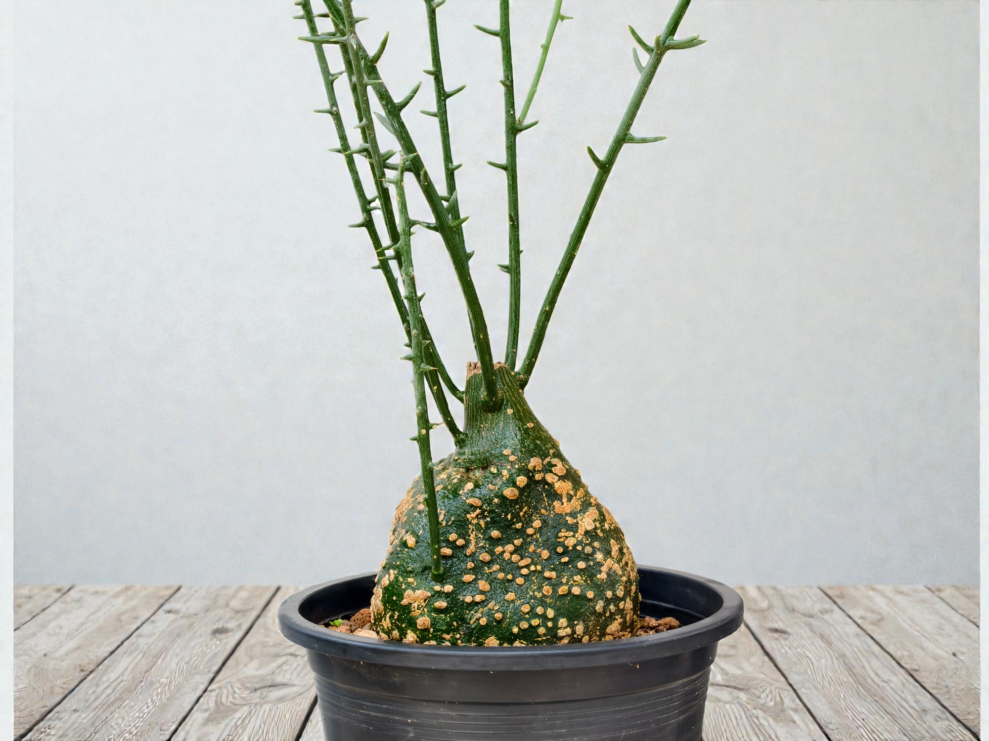 Adenia Globosa 007