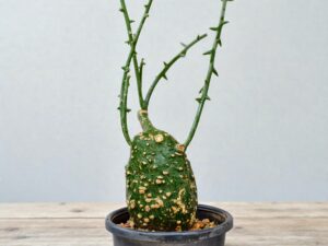 Adenia Globosa 008